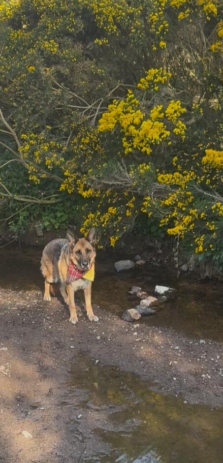 Wooler Common 