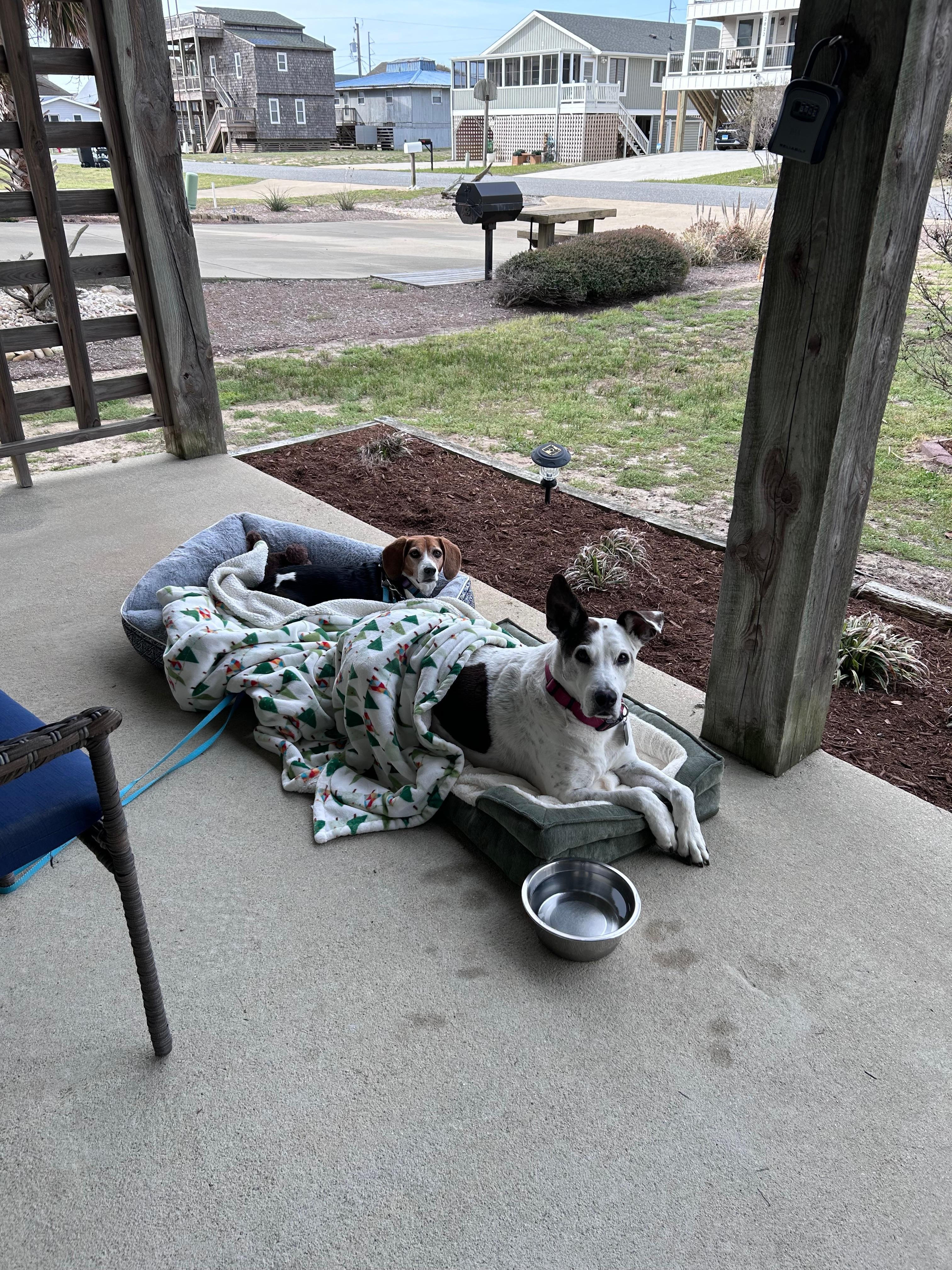 Drinking coffee with our pups on the patio 