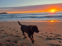 Sunrise walkies on the beach.