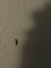 Bugs in room