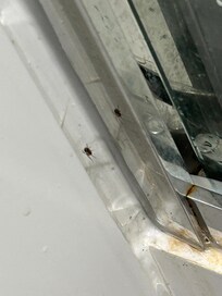 Spider by shower door. One of 3 found in the bathroom.