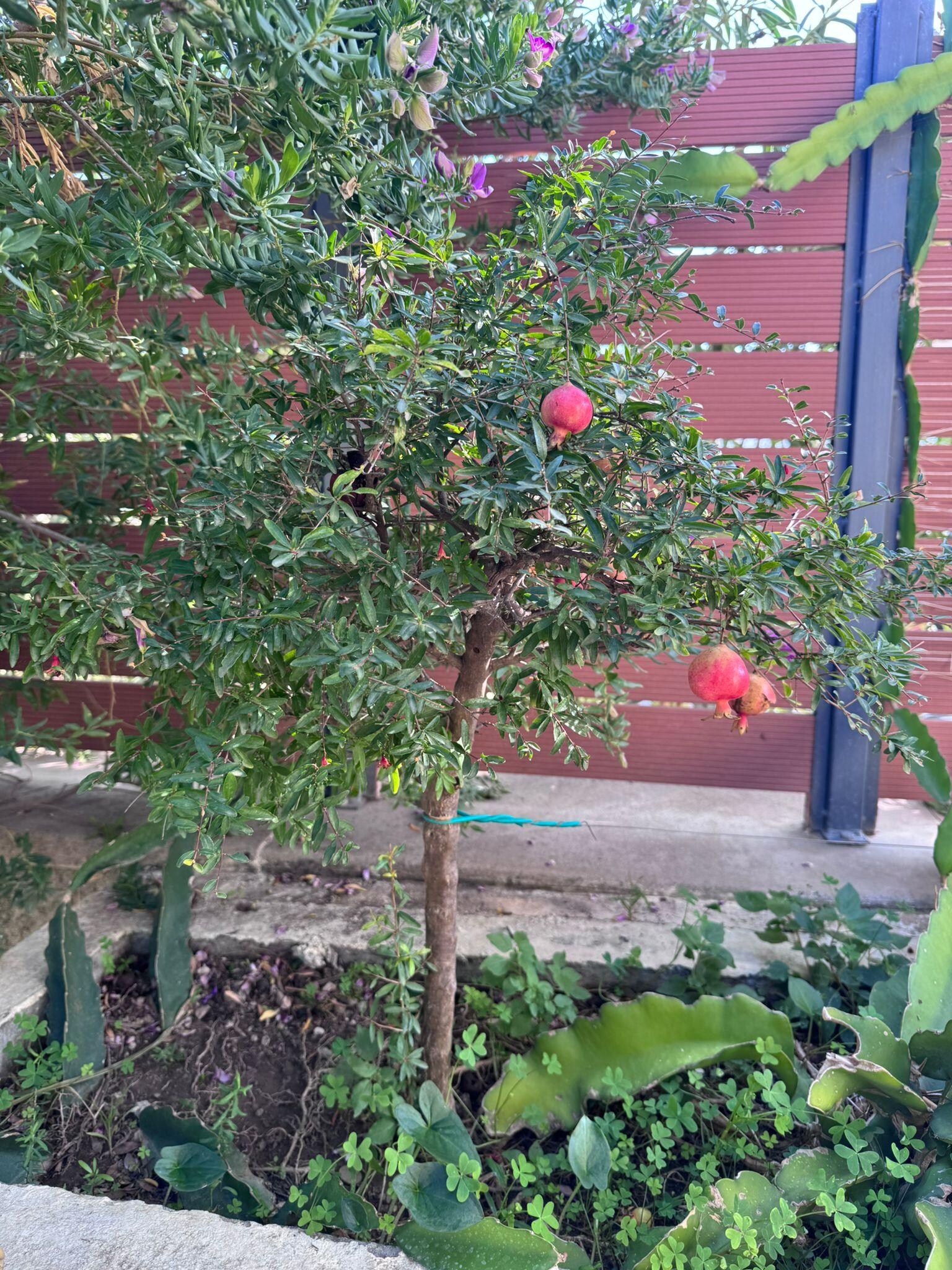 Magnifique arbustes dans tout le jardin 