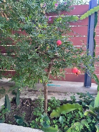 Magnifique arbustes dans tout le jardin