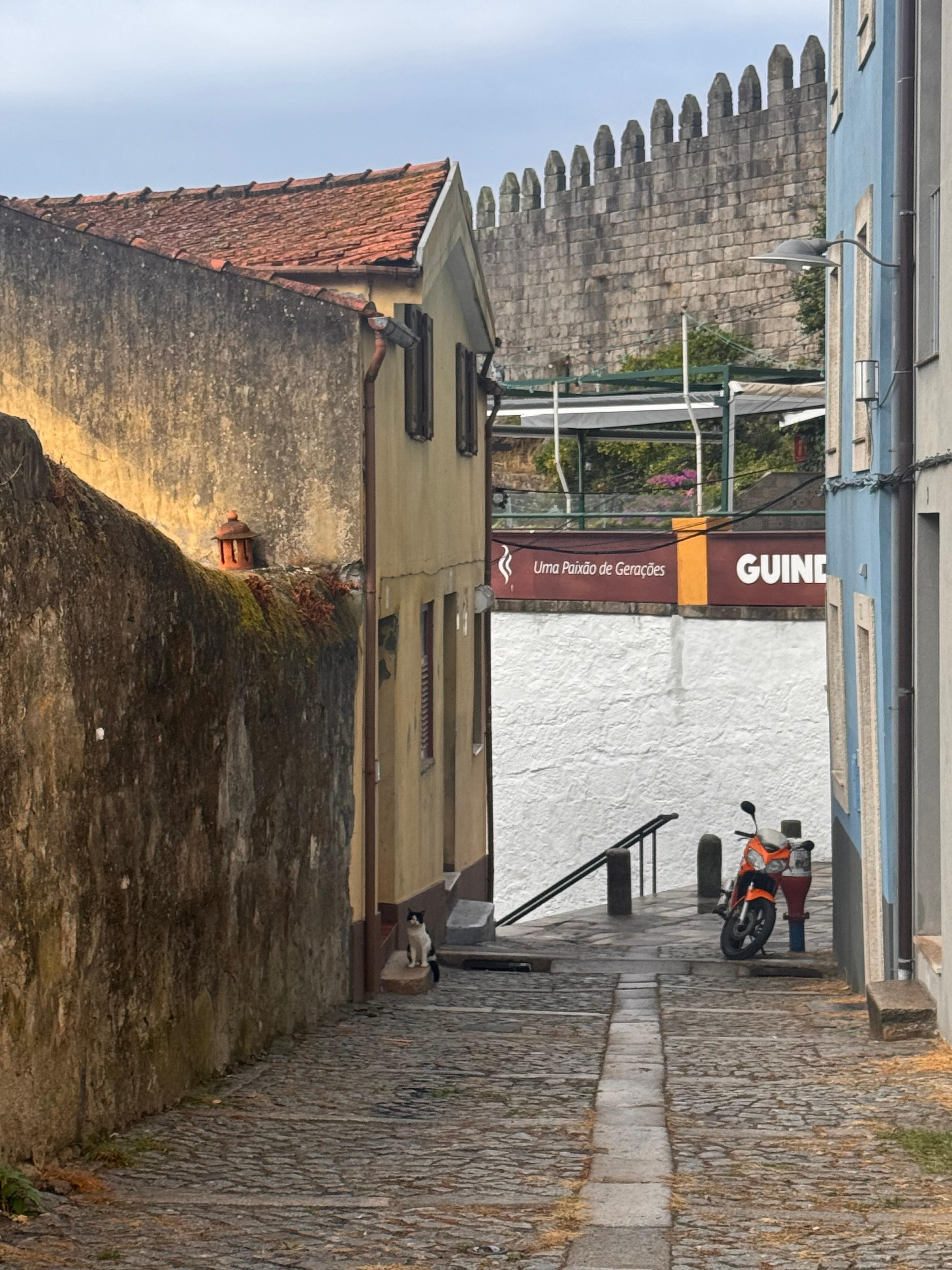 숙소 골목의 귀여운 고양이