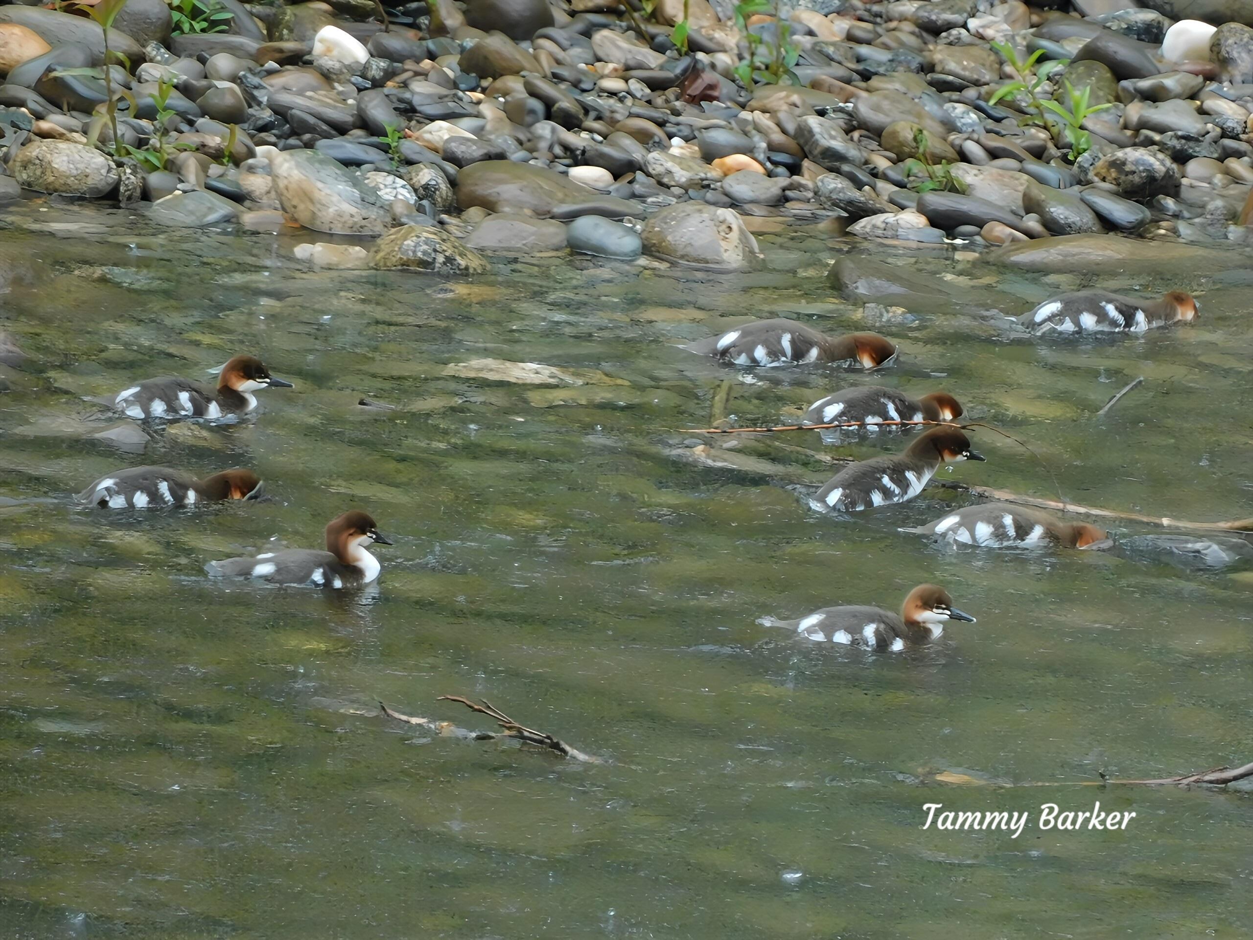 Saw these cute babies while staying at Quality Inn.