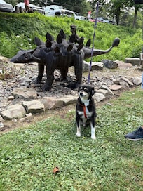 Elijah’s mountain gem mine. We really enjoyed this place right down the road. And we were all adults lol. Our pup had a great adventure