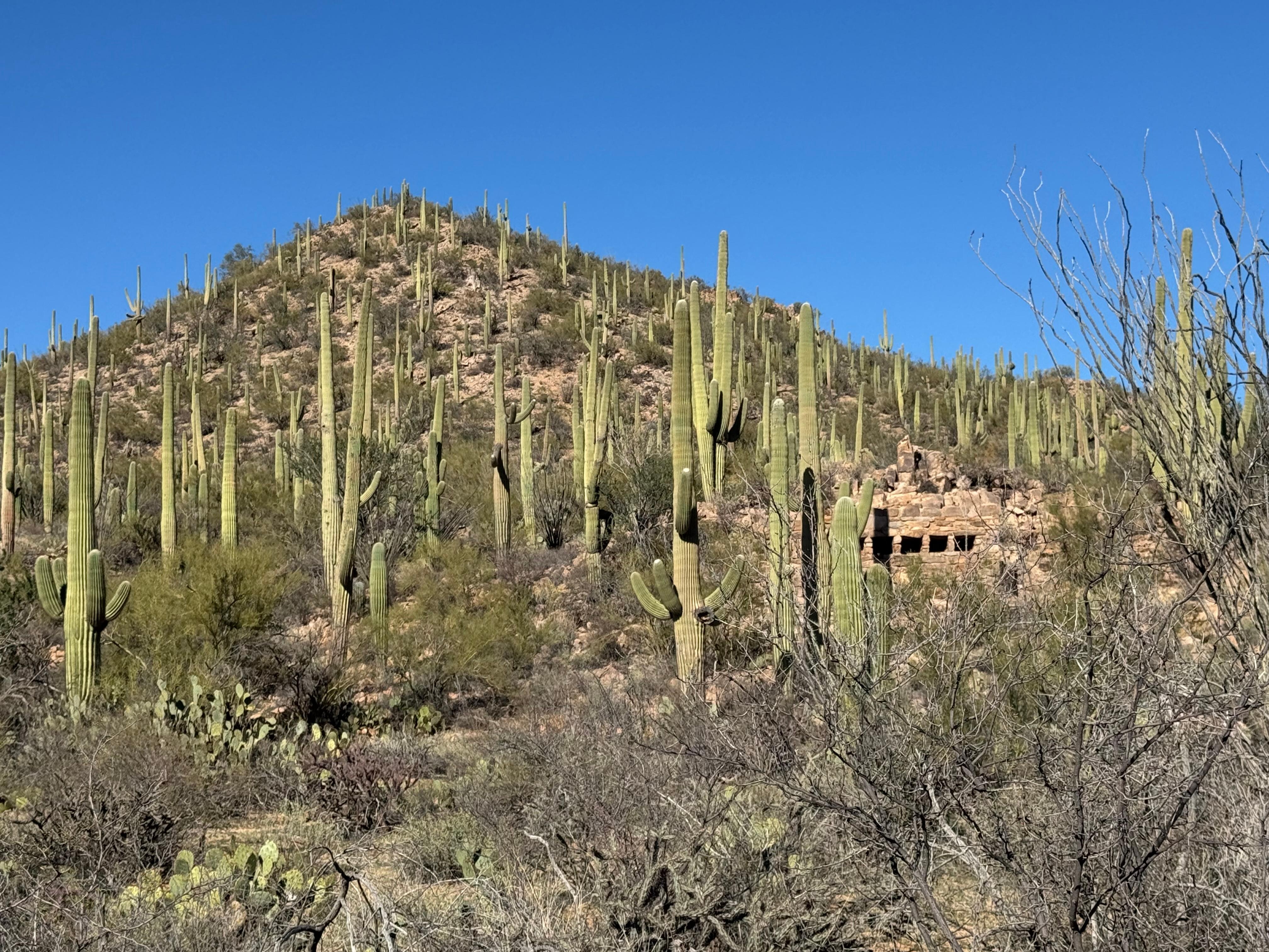 Saguaro National Park 