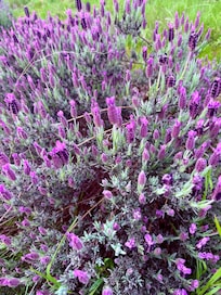 Only a few of the lavenders were blooming when we were there. But they were quite lovely!