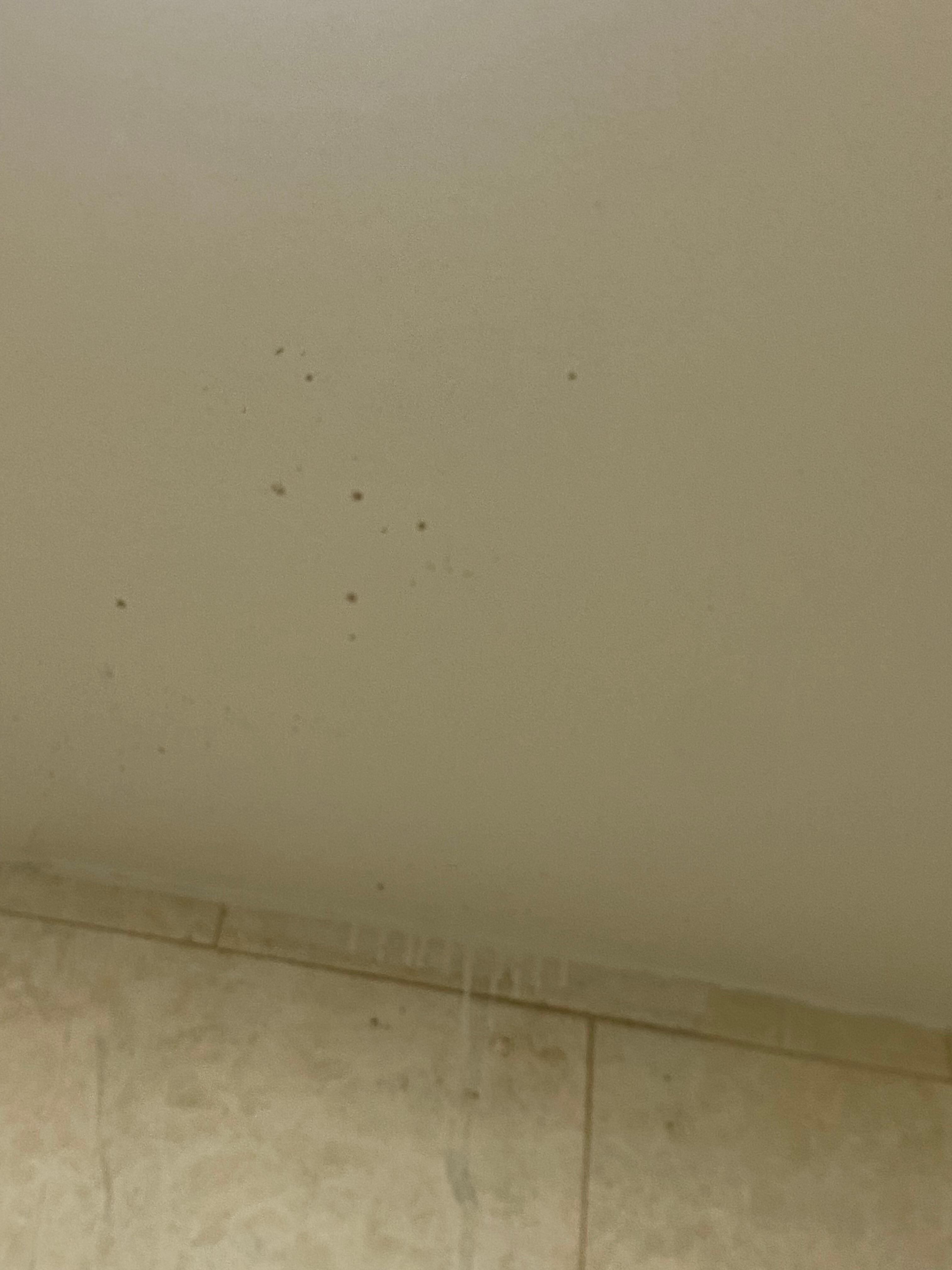 Mold 
