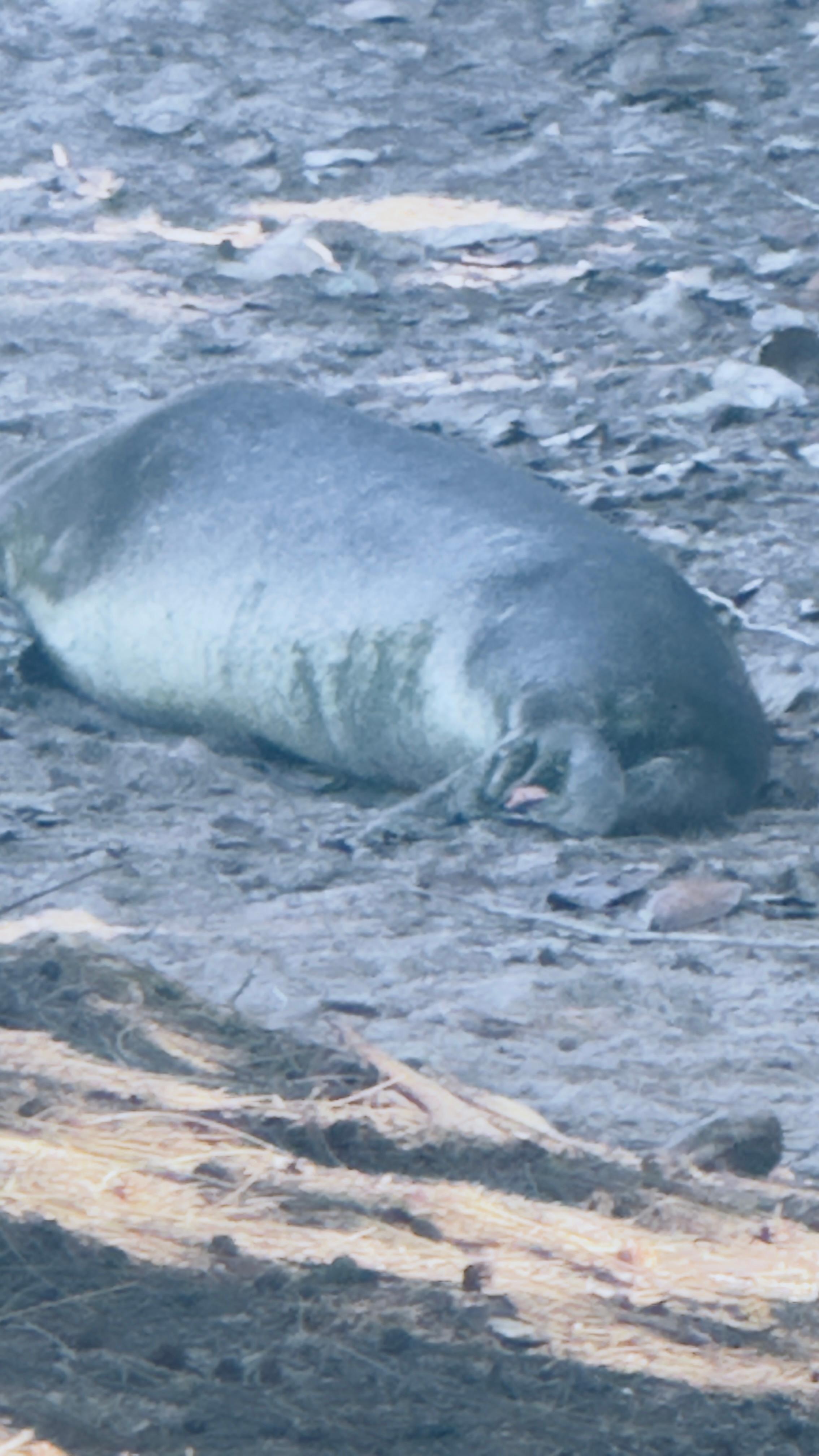 Monk seal visiting close the the beach. 