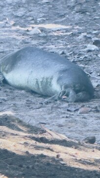 Monk seal visiting close the the beach.