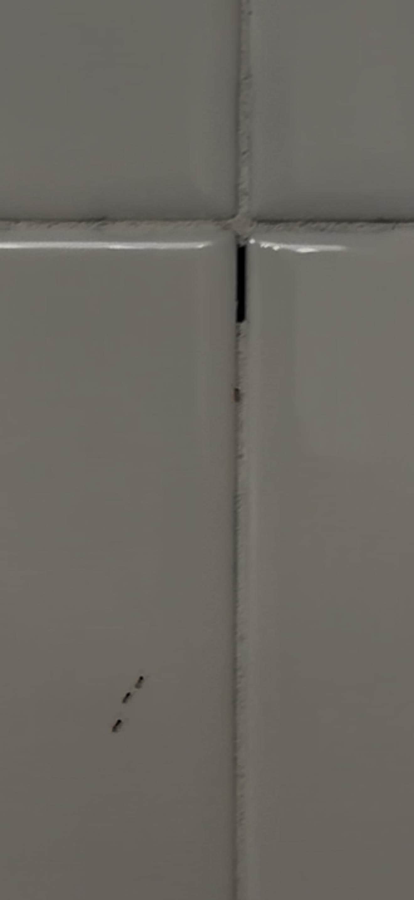 There was a video of them moving around the shower but they were all over the bathroom.