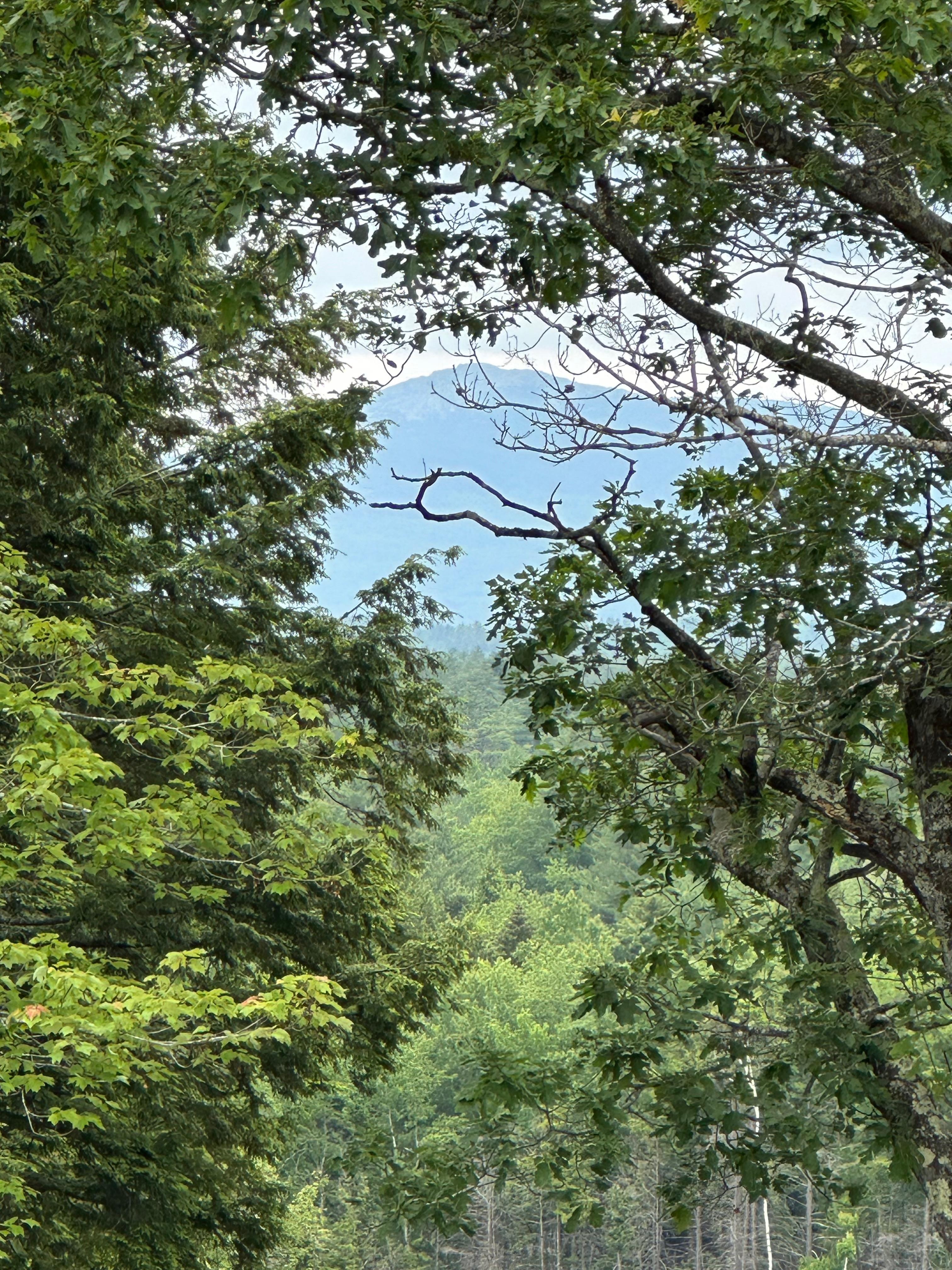 The mountain through the trees