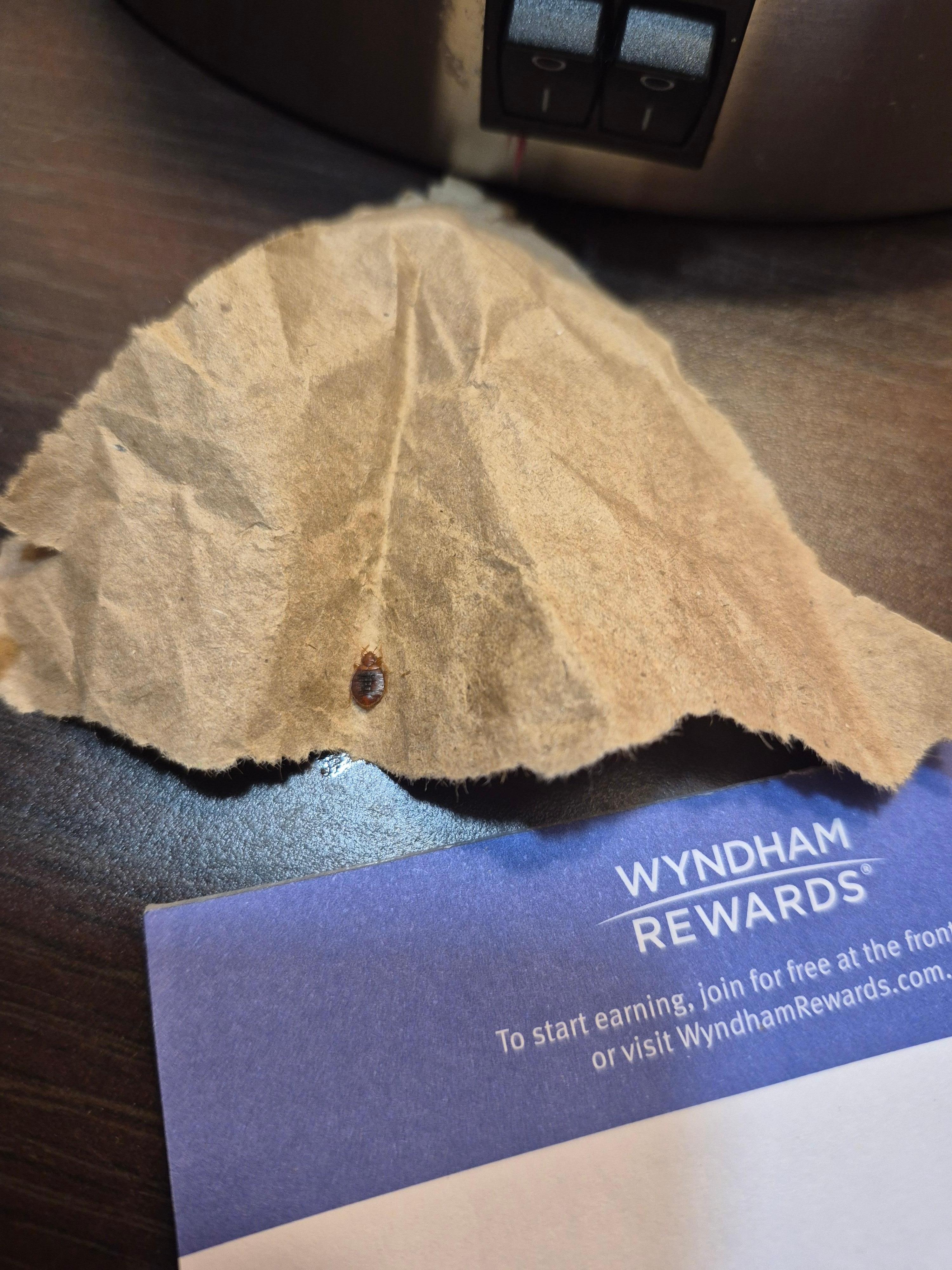 Bed Bug totally pist about it
Going to take legal action due to health issue from property  