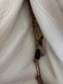 debris in couch cushions