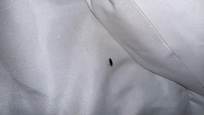 Bed bug #4
