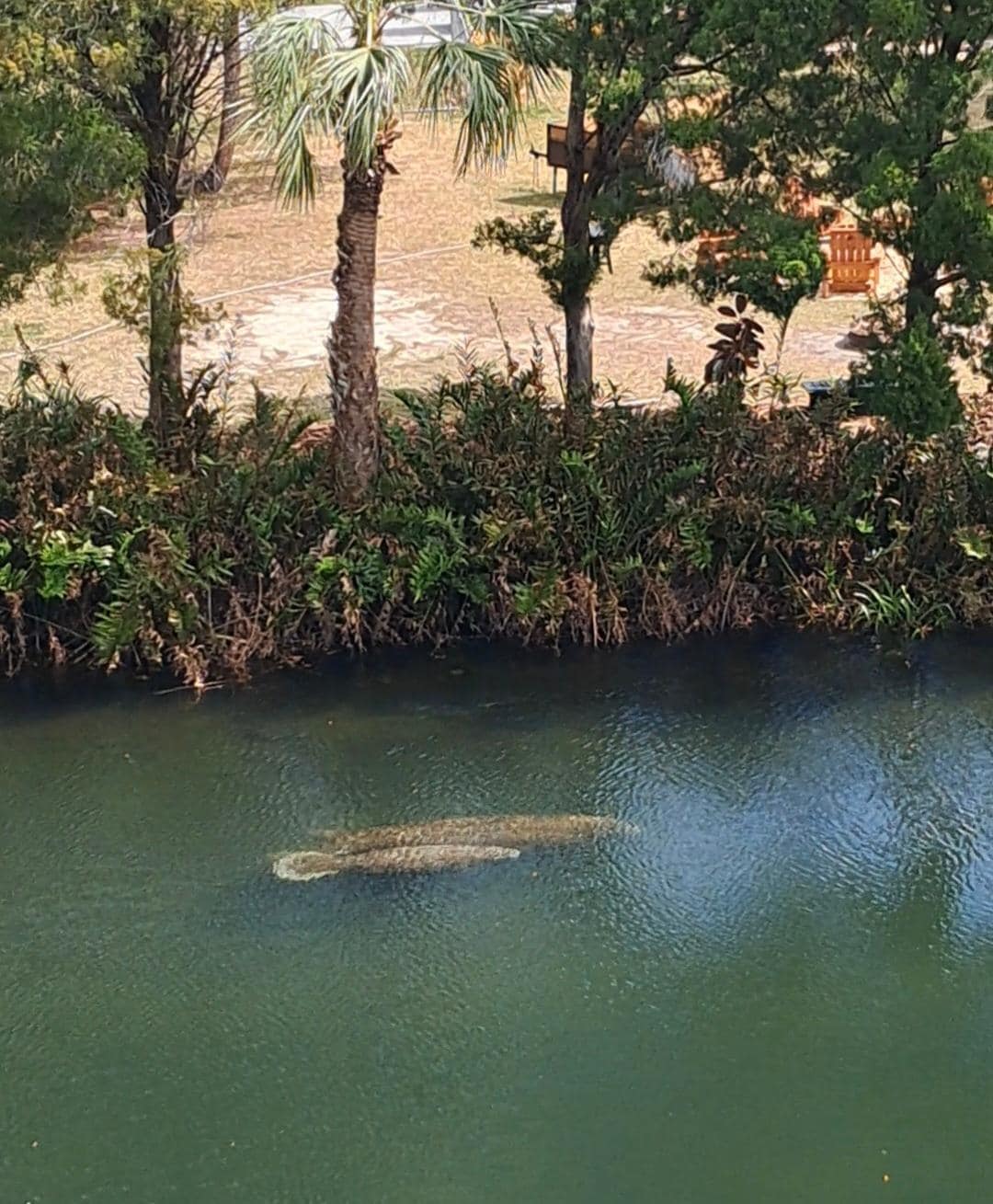 Manatees in canal