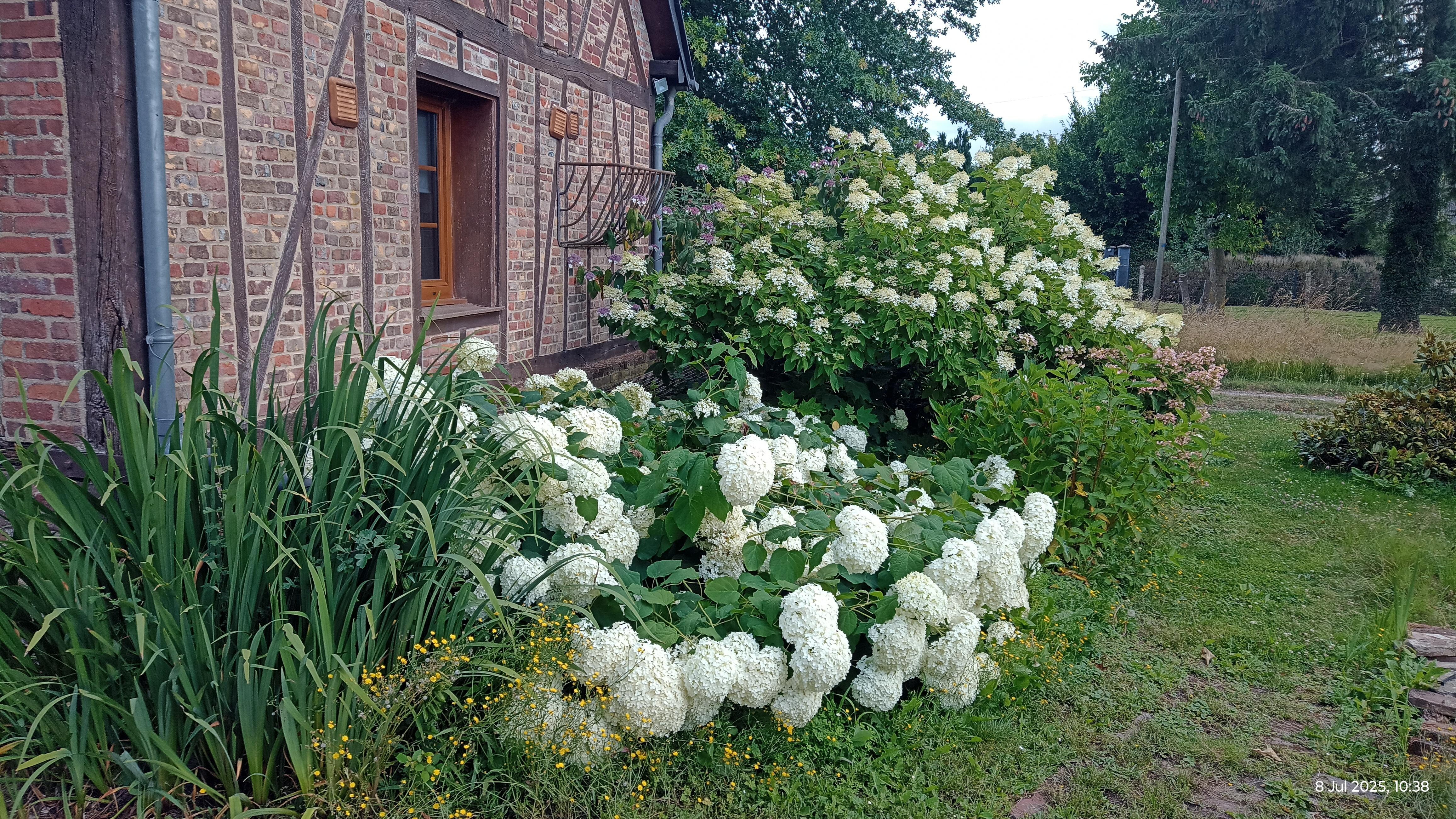 The hydrangeas