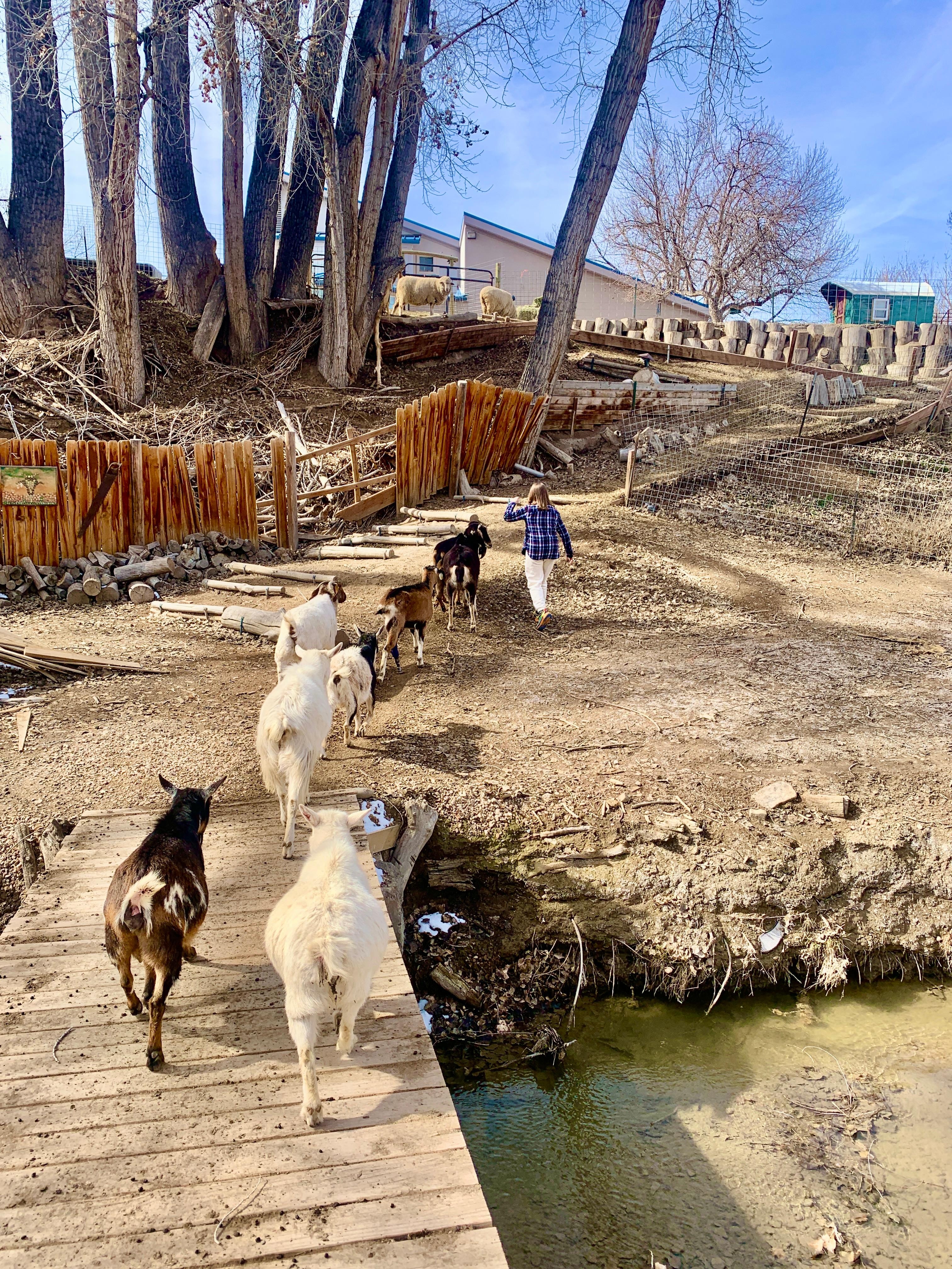 Walking with the goats on the property