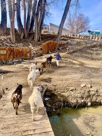 Walking with the goats on the property