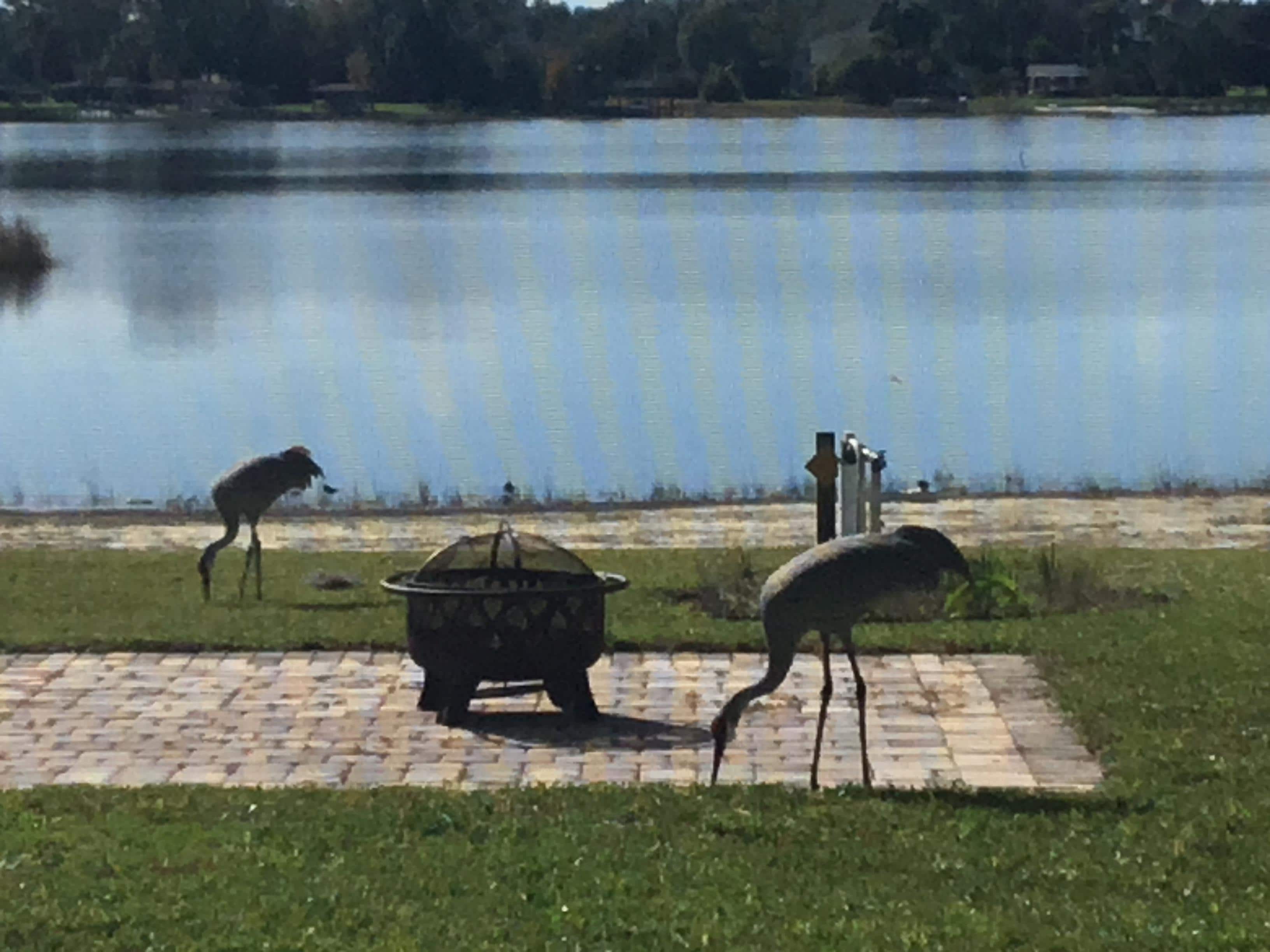 Sandhill cranes in the yard.