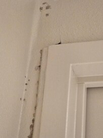 Mold in the bathroom