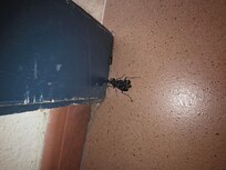 Bugs everywhere