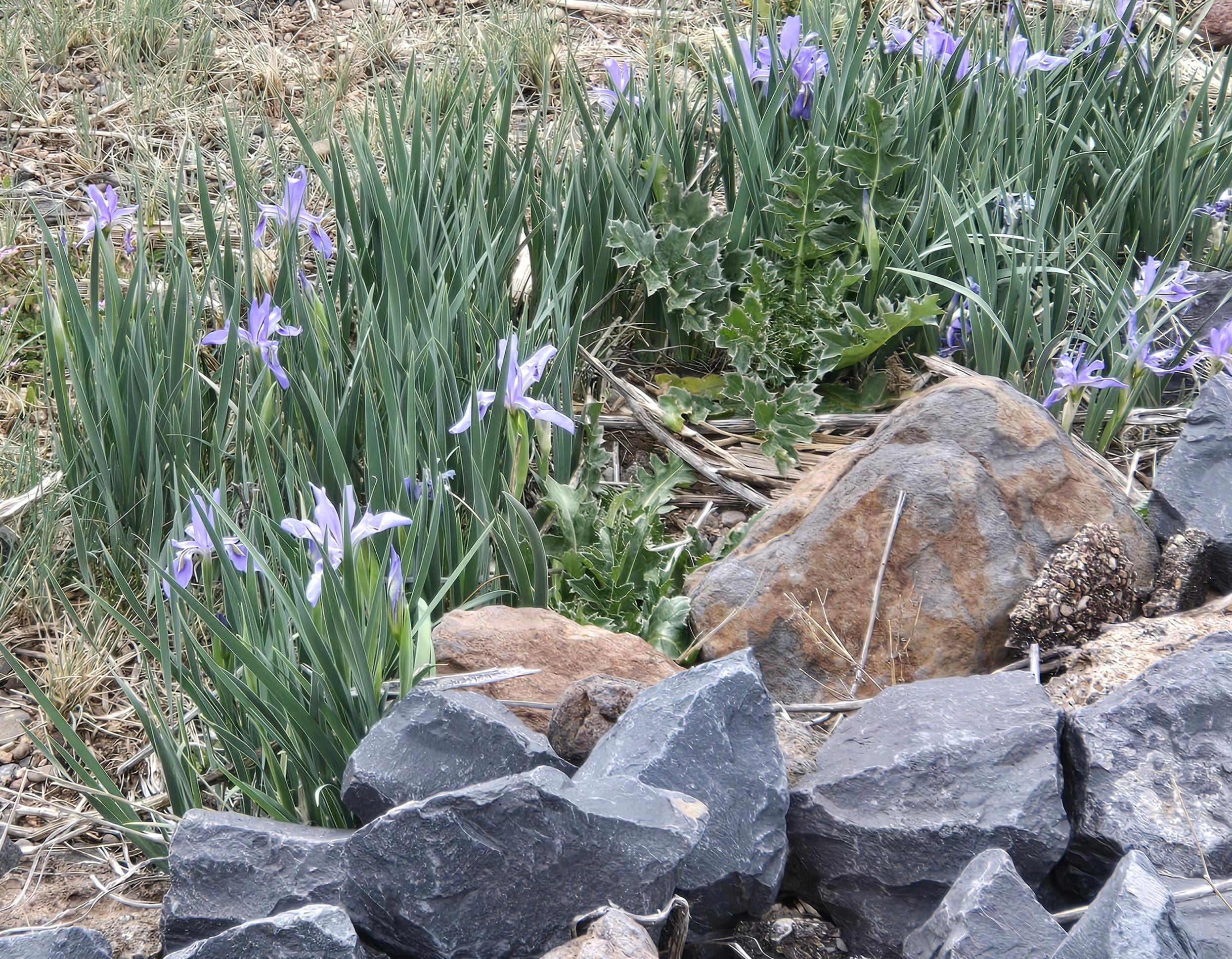 Beautiful wild flowers.