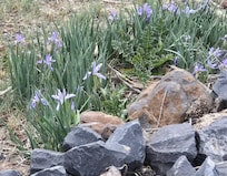 Beautiful wild flowers.