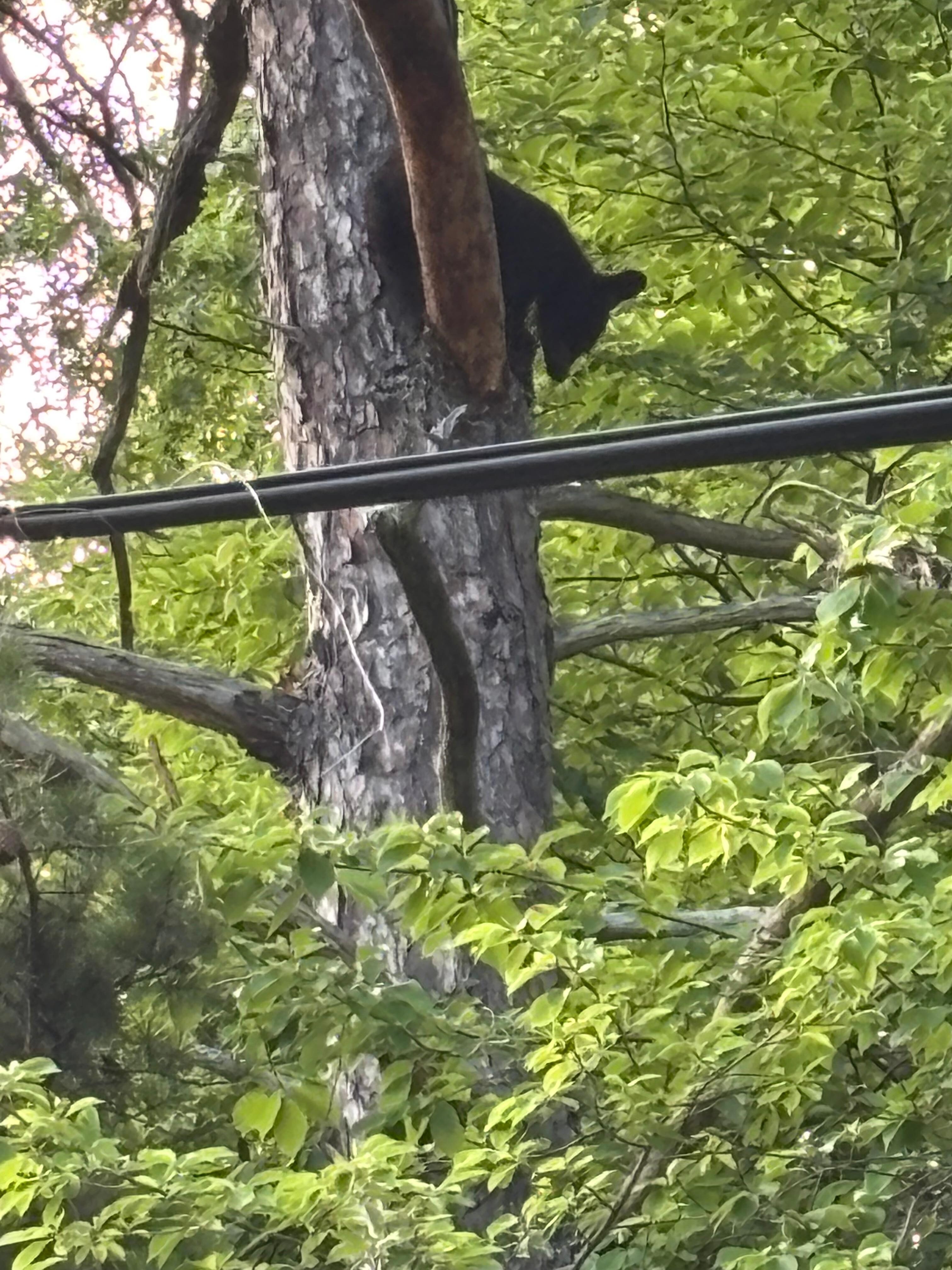 Cubs in tree 