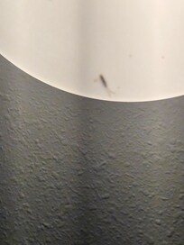 Dead bug