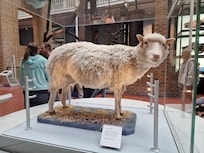 Dolly