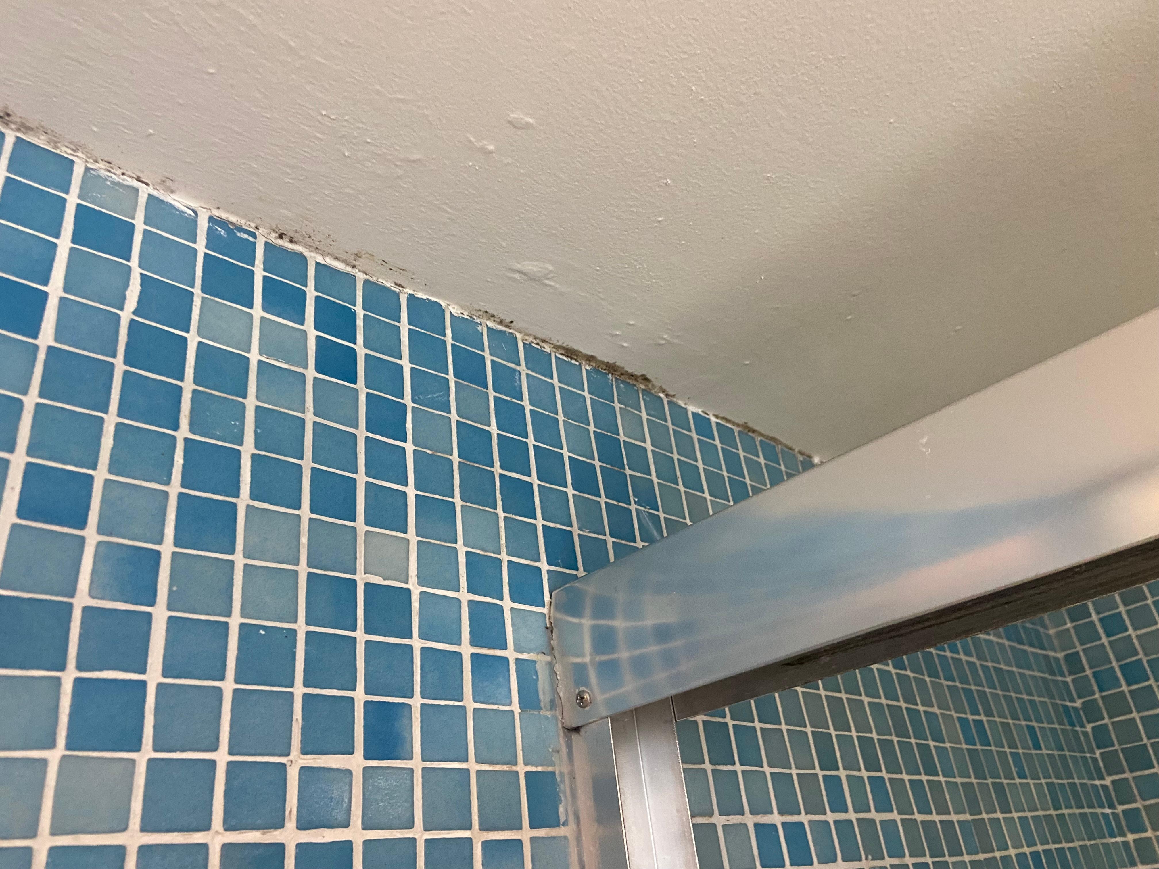 Bathroom mold