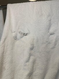 The housekeeping left us shredded old, torn towels upon cleaning