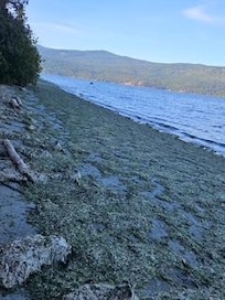 rotting seawweed on the shore
