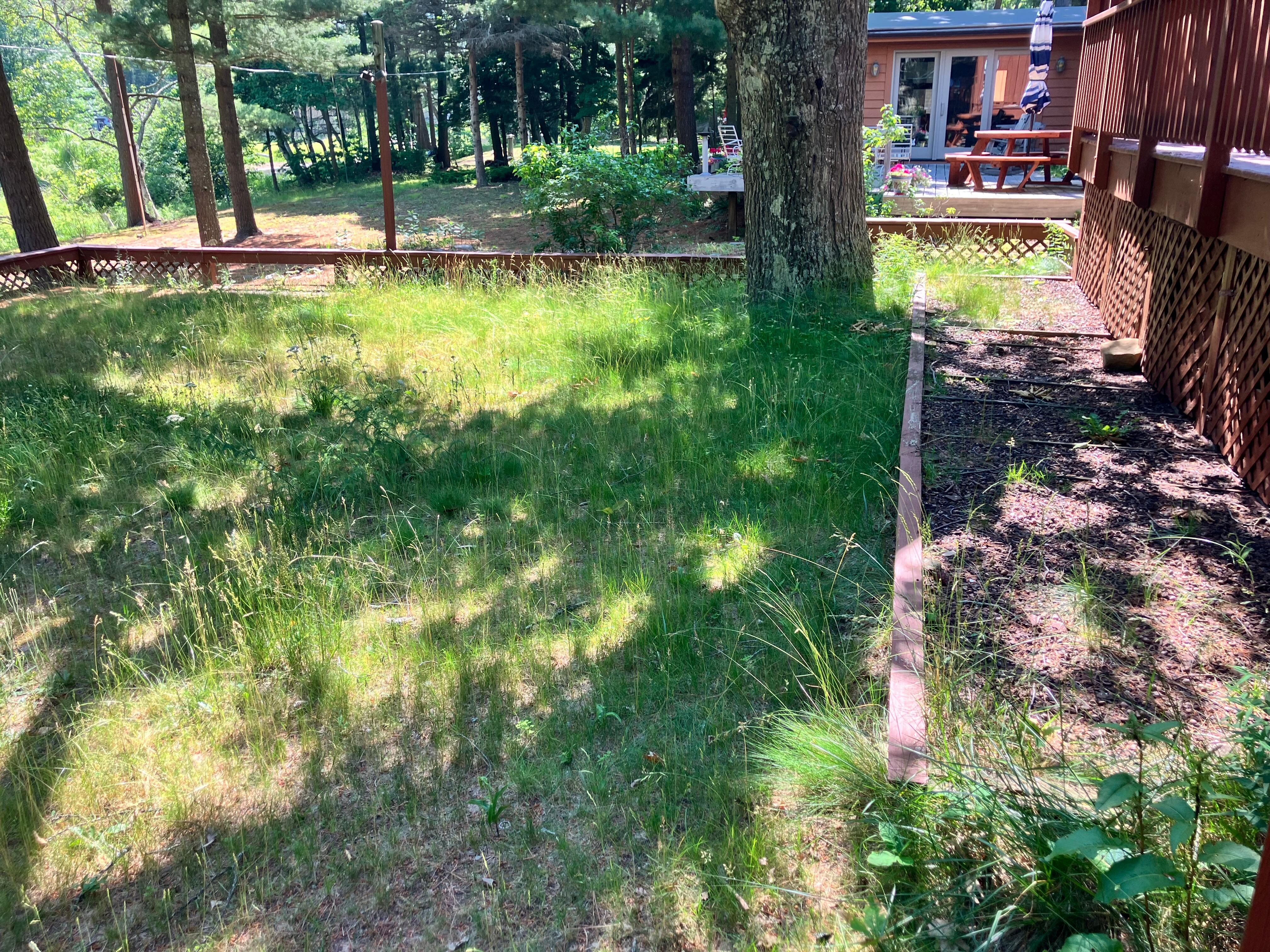 Grass really tall couldn’t have the kids play in the backyard 