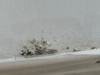 Schimmel im Zimmer