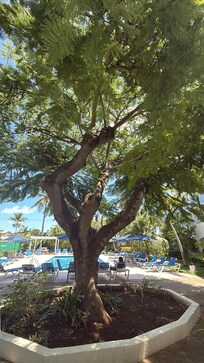 Pool area