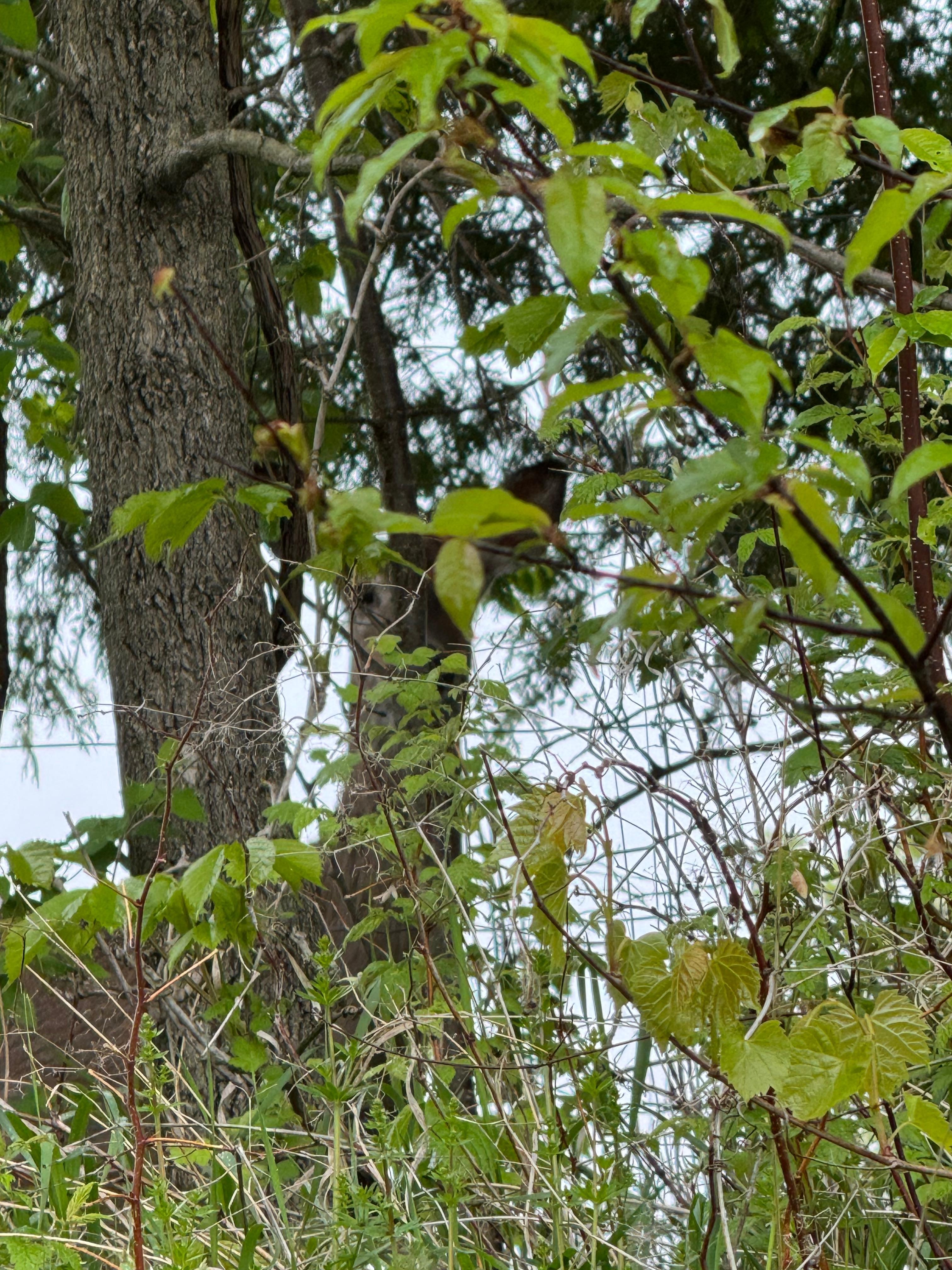 A deer in the driveway when we arrived! 