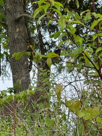 A deer in the driveway when we arrived!