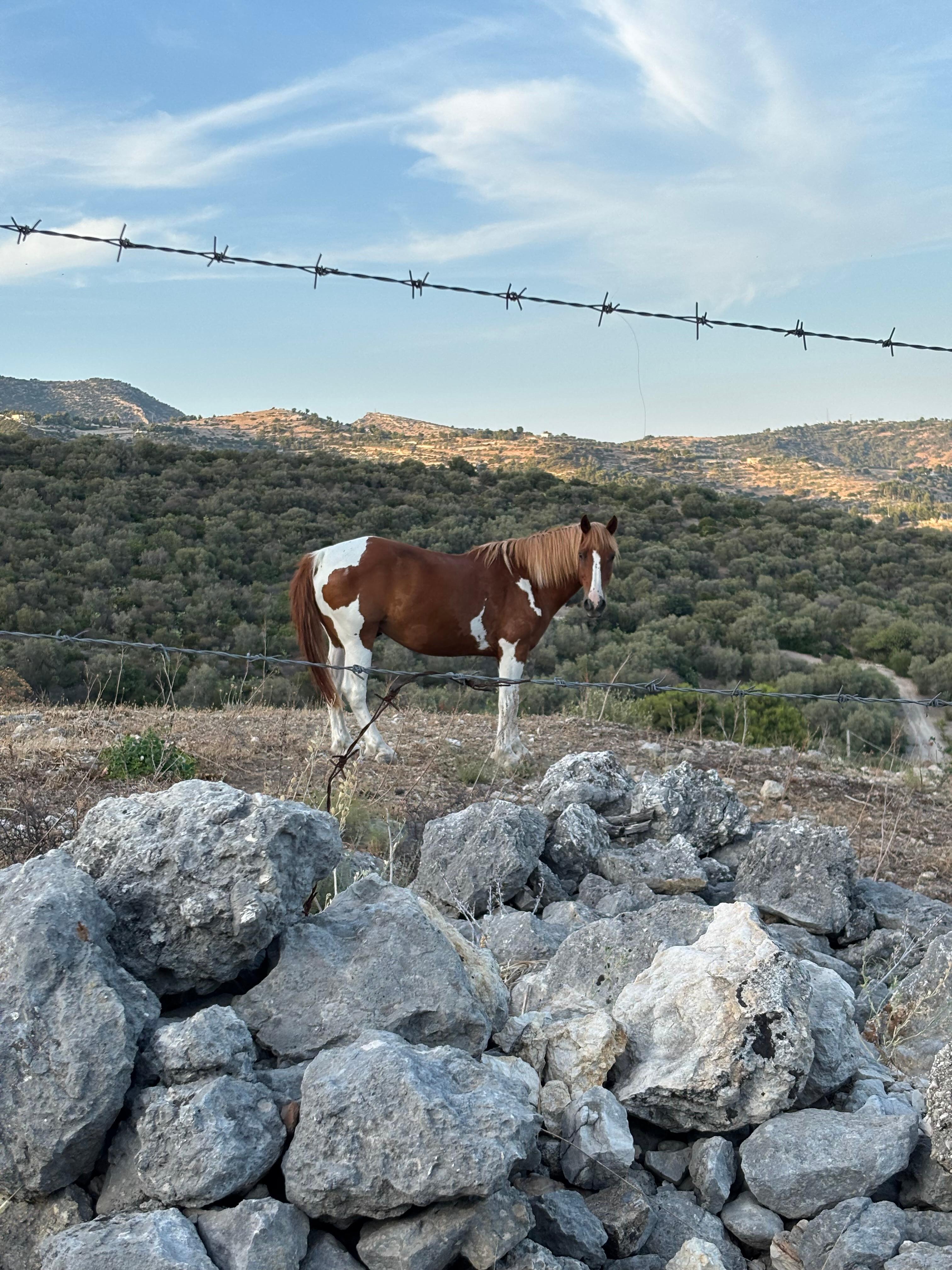 Sulla strada per andare al paese abbiamo visto questo bellissimo cavallo 