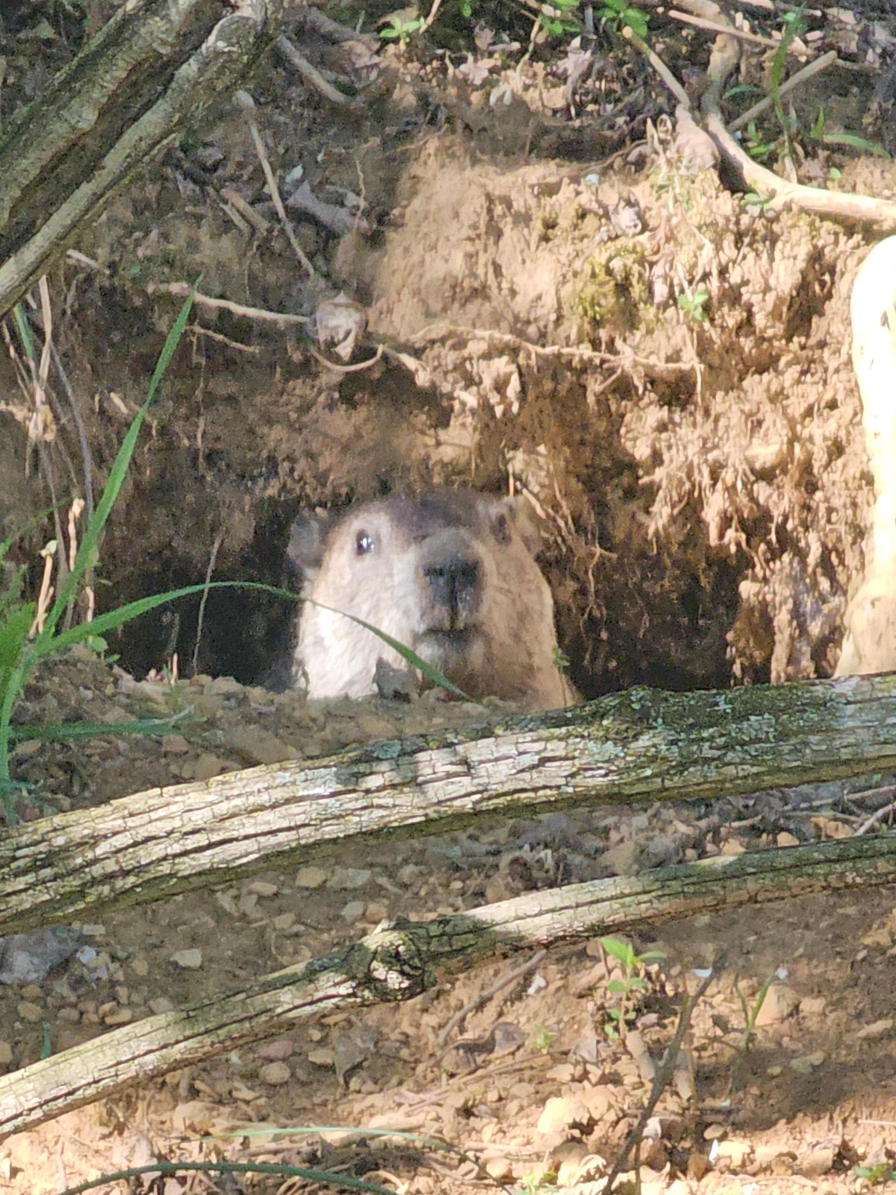 Groundhog near a wooded area, a short walk from the house.