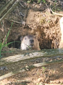 Groundhog near a wooded area, a short walk from the house.