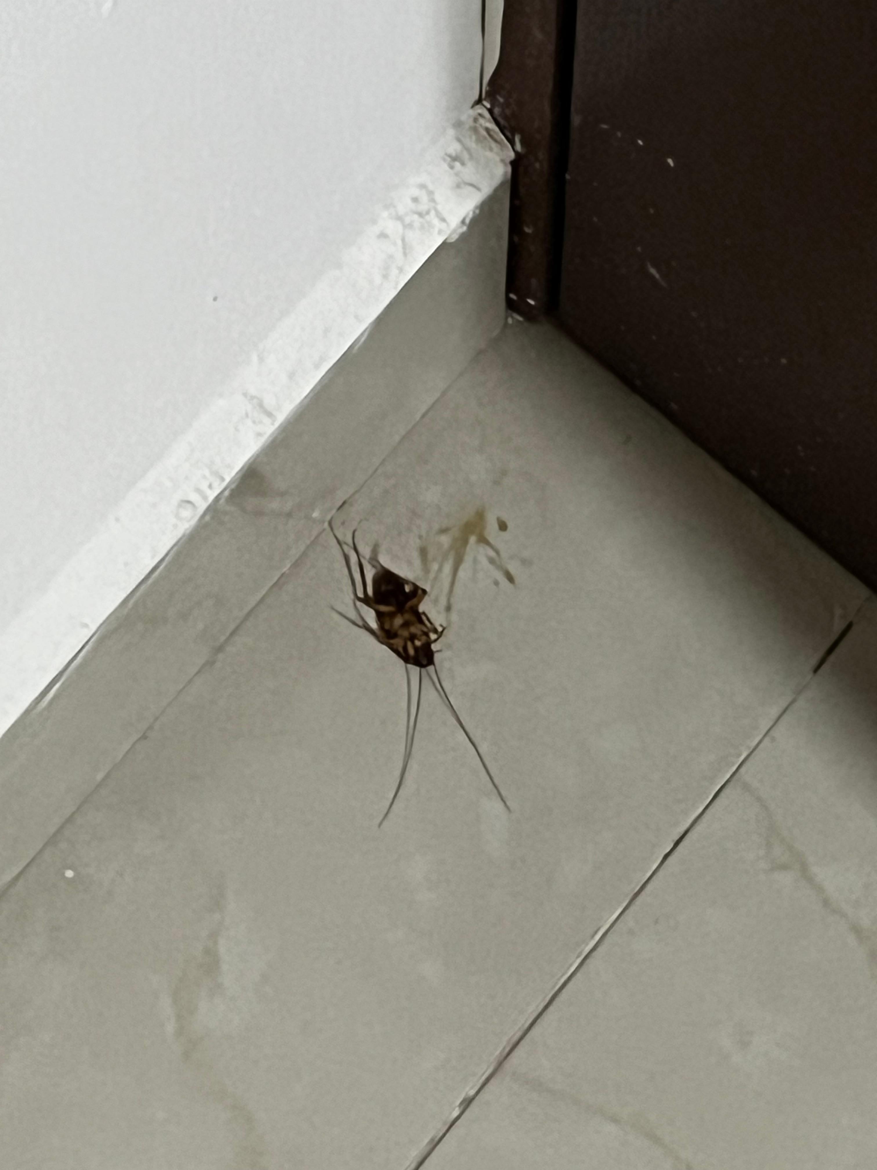 Cucaracha en habitación 