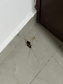 Cucaracha en habitación