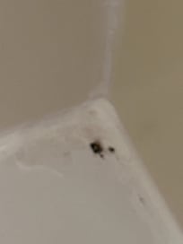Dead spider in the shower