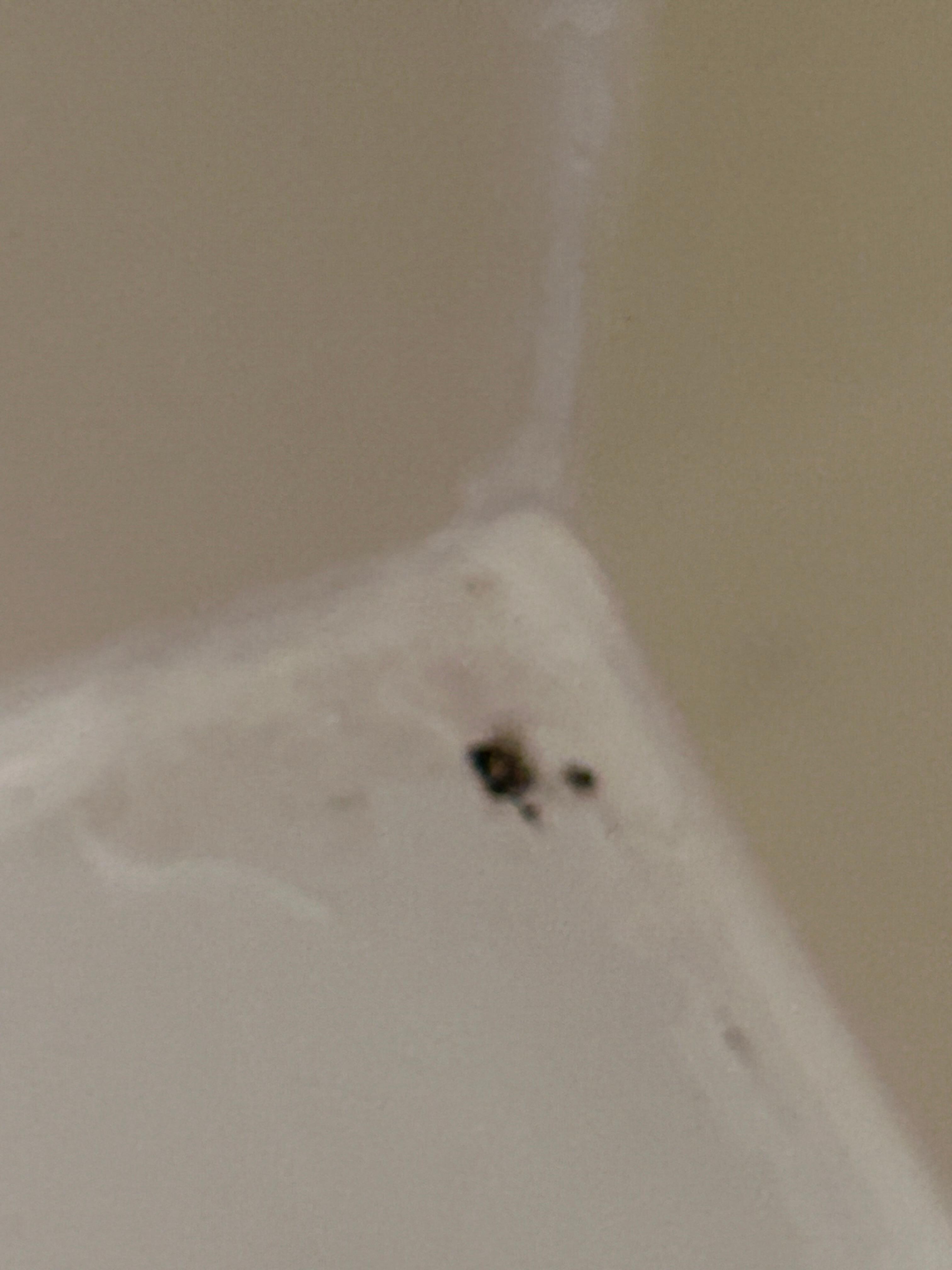 Dead spider in the shower
