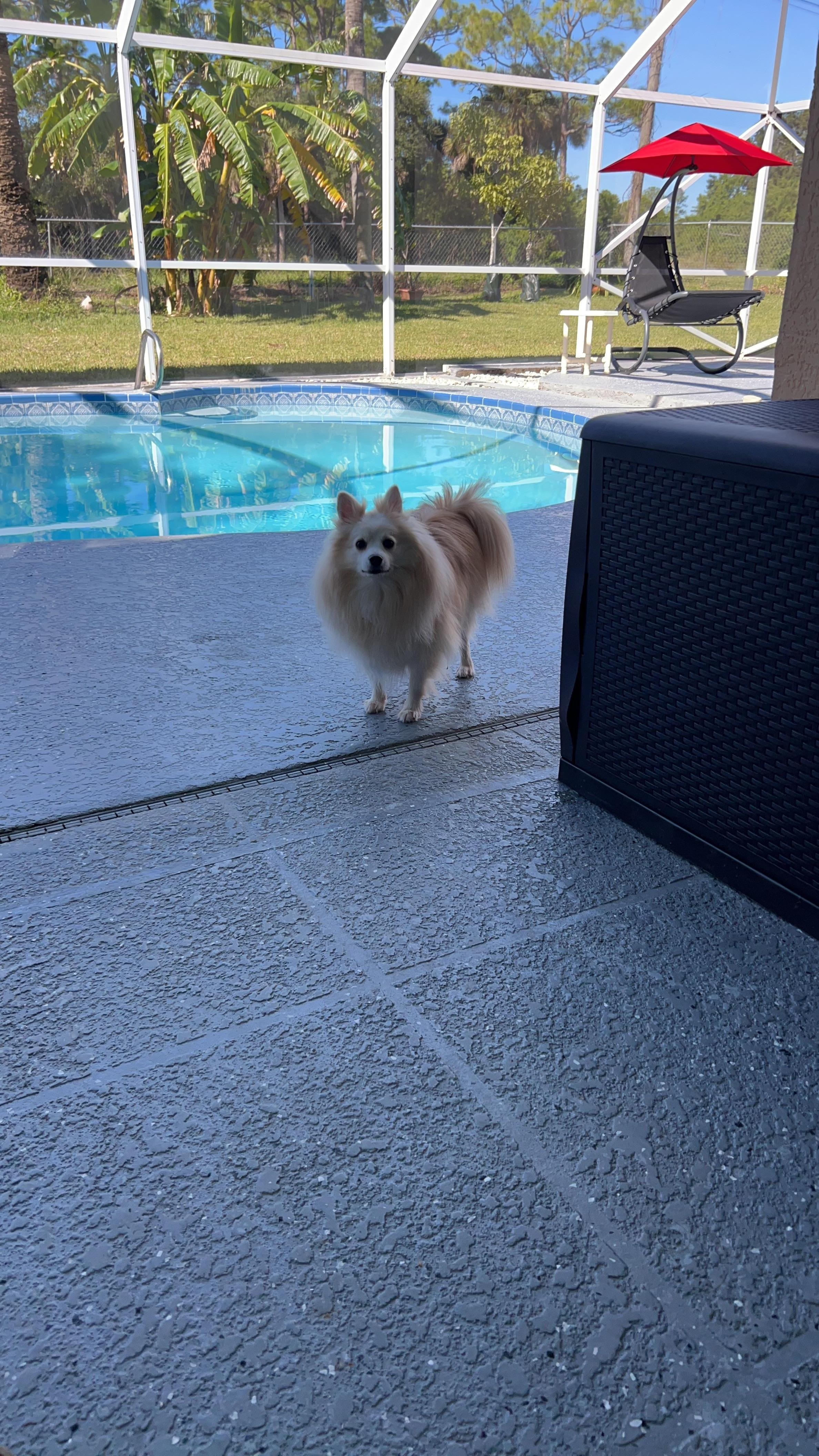 Honey hanging out in pool area with us