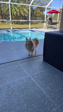 Honey hanging out in pool area with us