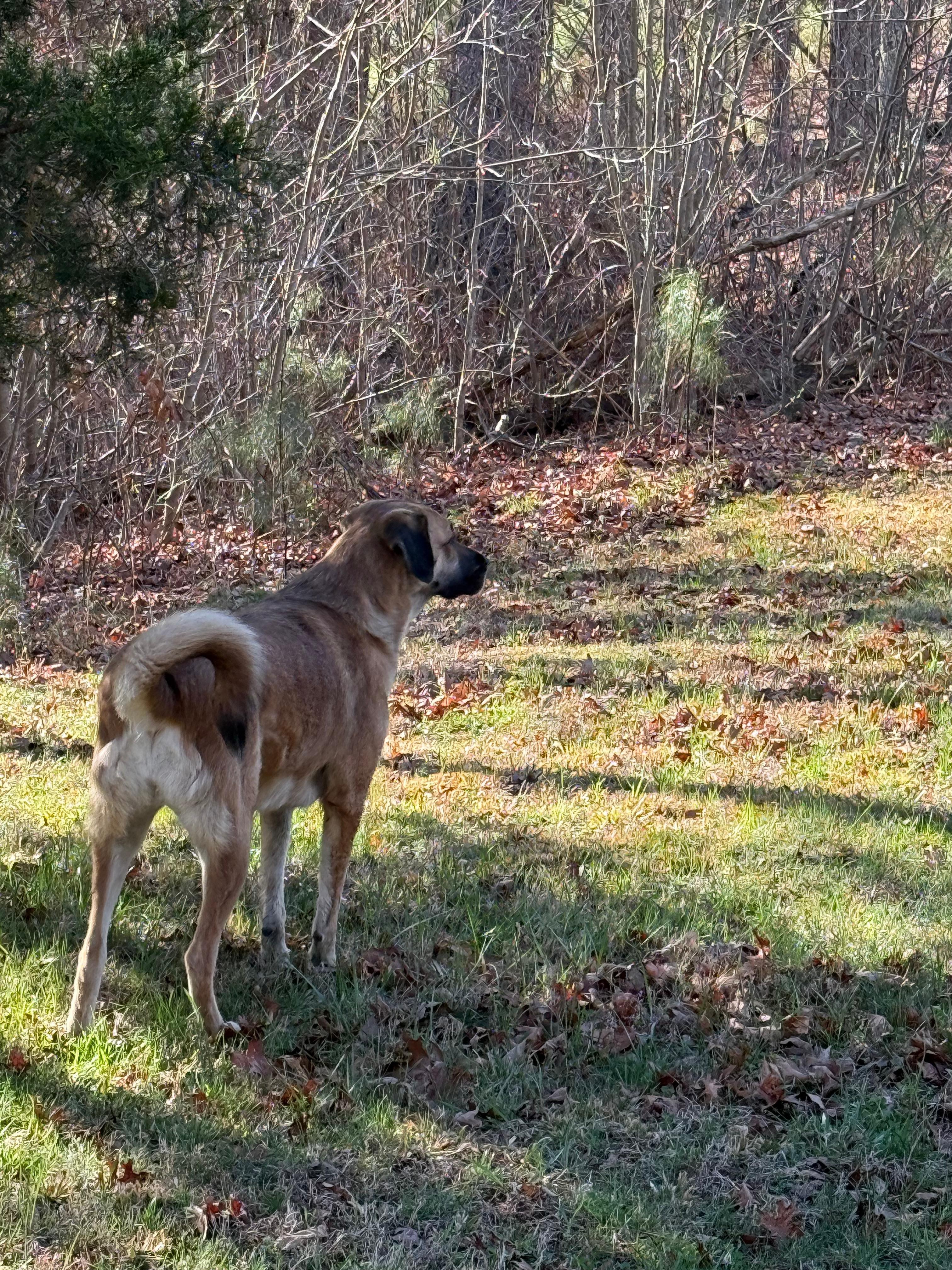 City dog having freedom to explore